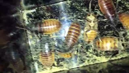 Hamam böceği ile sevgiliye şaka - acemikamera