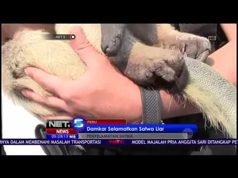 Aksi Penyelamatan Satwa Liar di Tengah Kebakaran Lahan - NET5