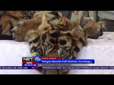 Petugas Ungkap Penyelundupan Kulit dan Tulang Harimau Sumatera - NET24