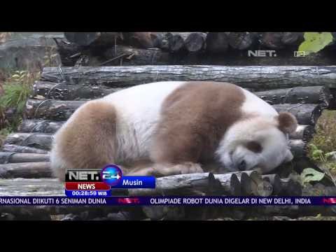 Musim Dingin Bergulir, Qizai si Panda Coklat Tetap Sehat - NET24