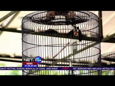 Festival Burung Berkicau Diselenggarakan di Ciamis Jawa Barat - NET 24
