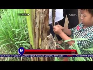 Satu Pohon Pisang Hasilkan Tiga Tandan Buah - NET 10