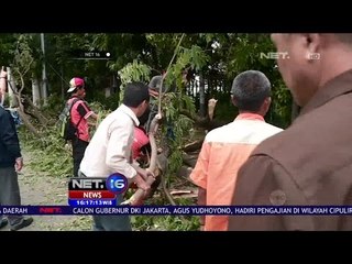 Ancaman Pohon Tumbang di Jakarta - NET 16