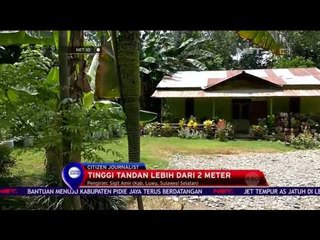 Fenomena Pisang Seribu Sisir - NET 10