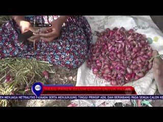 Petani di Pati, Panen Bawang Merah - NET 10