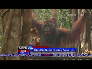 Kerap Dibunuh, Populasi Orangutan Menurun Drastis - NET24