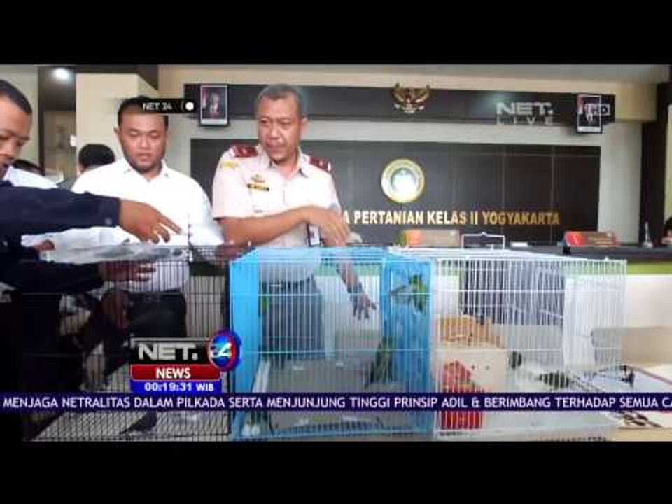 Petugas Gagalkan Penyelundupan Satwa Ilegal - NET24