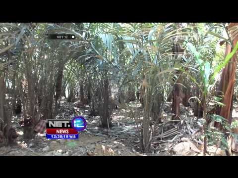 Inovasi Energi Alternatif Biogas dari Kotoran Ternak - NET12