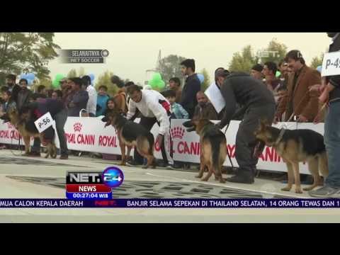 Puluhan Anjing dari Penjuru Negeri Unjuk Kebolehan dalam Kontes Anjing Peliharaan - NET24