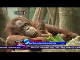 Kebun Binatang Chicago AS Kehadiran Bayi Orangutan -  NET24
