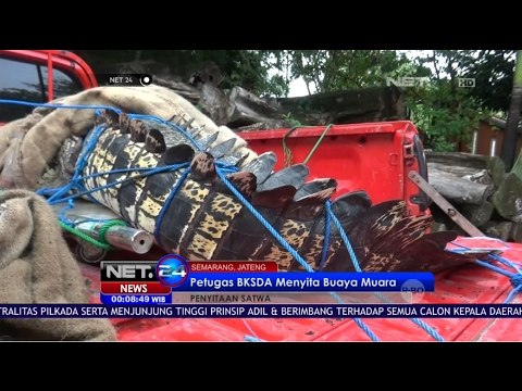 Info Petugas Sita Satwa di Beberapa Daerah - NET24