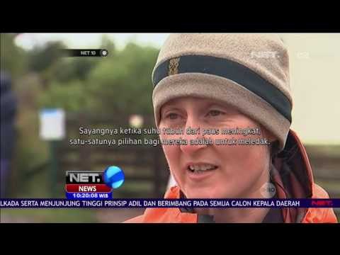 Ratusan Bangkai Paus Pilot yang Terdampar Mulai Membusuk - NET10