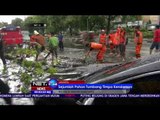 Hujan Deras Disertai Angin Kencang, Sejumlah Pohon Tumbang di Jakarta Pusat - NET24