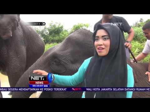 Serunya Berkenalan & Berinteraksi dengan Gajah Sumatera di Habitat Aslinya - NET5