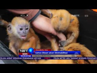 Petugas Gerebek Rumah Penadah Satwa - NET24