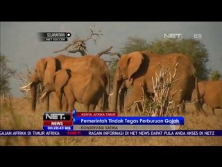 Sensus Gajah di Kenya - NET24