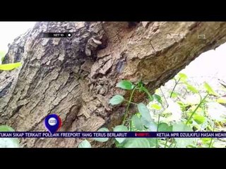 Serangan Hama Ulat Bulu Serang Pemukiman Warga - NET10