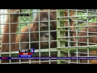 Bhayangkari Provinsi Kalteng Adopsi 3 Orangutan - NET5