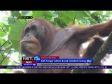 BOSF Tuntut Pihak Perkebunan Terkait Pembantaian Orangutan - NET24