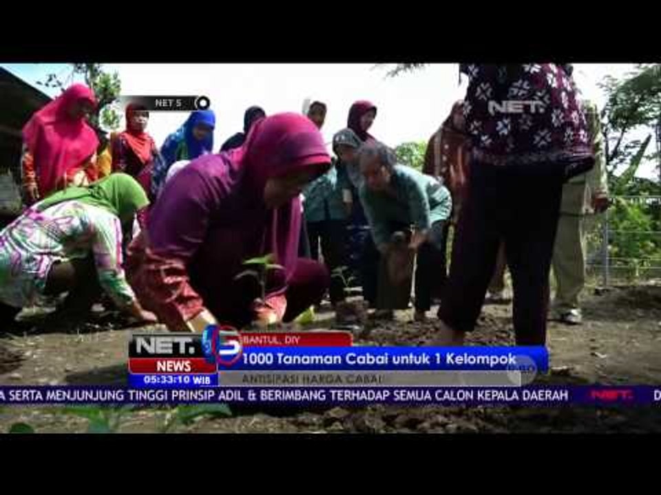 Pemkab Bantul Ajak Masyarakat Bedayakan Pekarangan Rumah Tanam Cabai - NET5