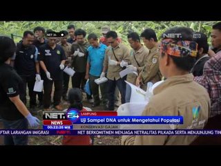 Uji DNA Dinilai Paling Efektif untuk Survei Gajah - NET24