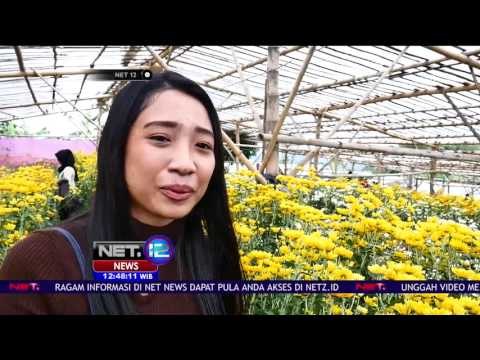 Pertanian Bunga Jadi Wisata Selfie dan Edukasi - NET12