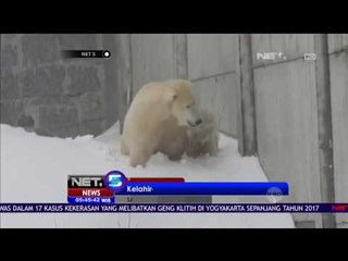 Kemunculan Pertama Bayi Beruang Kutub - NET5