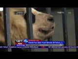 Perlakuan Spesial Seekor Panda yang Memasuki Usia Senja - NET24