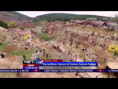 Menikmati Keindahan Musim Semi Cina di Festival Sakura Internasional - NET12