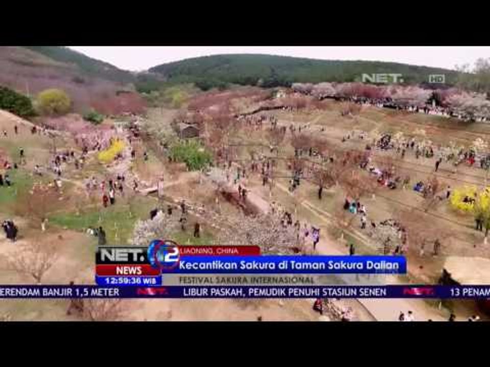Menikmati Keindahan Musim Semi  Cina di Festival Sakura Internasional - NET12