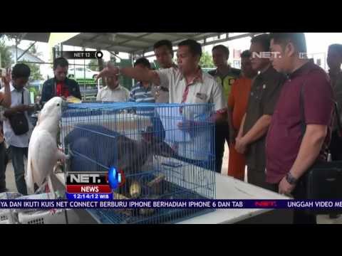 Petugas Tangkap Supir Bus yang Selundupkan Satwa Dilindungi di Palembang - NET12