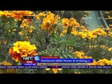 Indahnya Warna-Warni Bunga di Rainbow Garden di Lembang - NET12