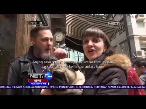 Lucunya Balap Anjing Jenis Pug di Hongkong - NET24