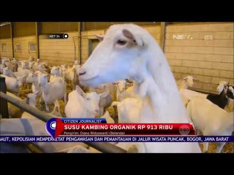 Mengintip Pengelolaan Kambing Organik di Belanda - NET24