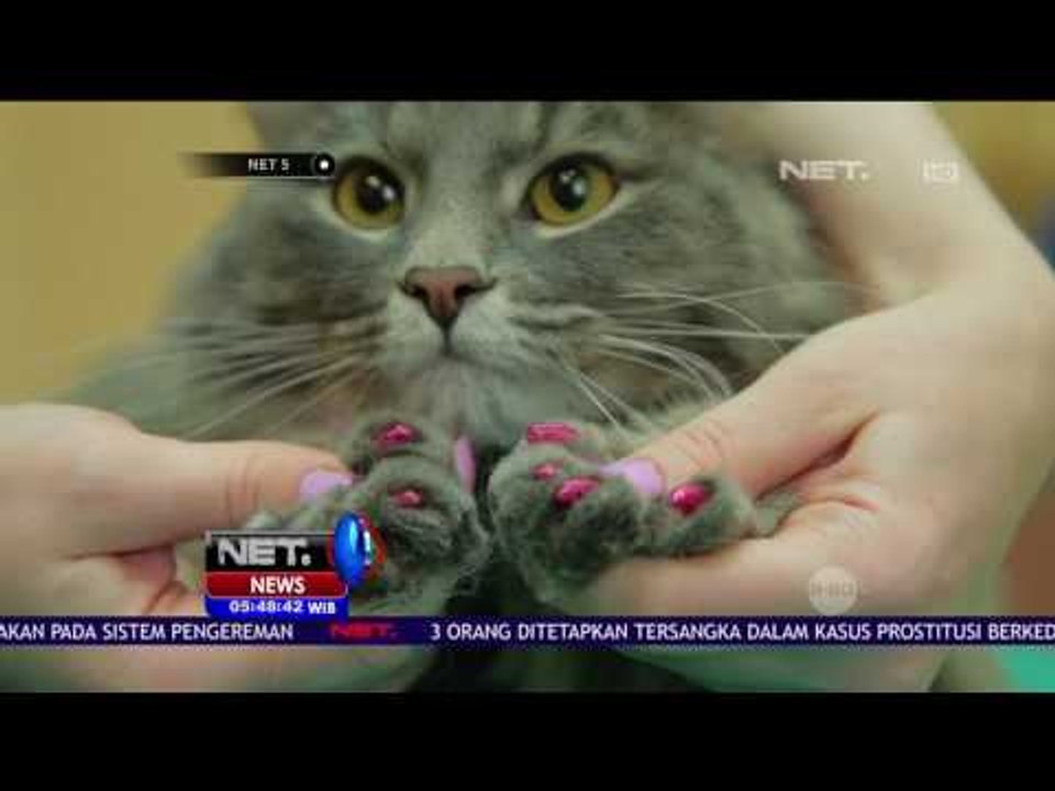 Yuk Manjakan Hewan Peliharaan di Spa & Fitnes Hewan - NET5