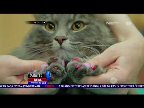 Yuk Manjakan Hewan Peliharaan di Spa & Fitnes Hewan - NET5