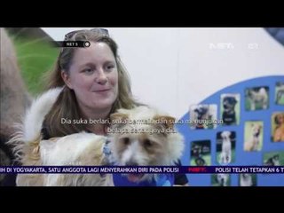 Download Video: Aksi Olly si Anjing yang Tersungkur Saat Bertanding Menjadi Viral - NET5