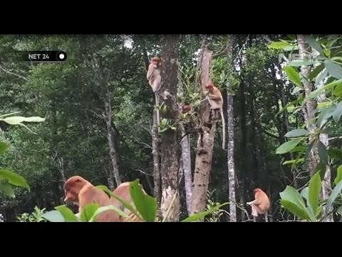 Wisata Konservasi Bekanta di Tarakan Kalimantan Utara - NET24