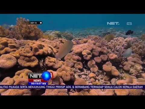 Pemerintah Terus Investigasi dan Takar Nilai Kerusakan Karang Raja Ampat - NET24