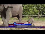 Seekor Gajah Betina Lahir di Lampung - NET24