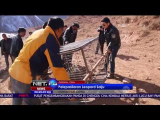 Seekor Leopard Salju Dilepasliarkan di Cina - NET24