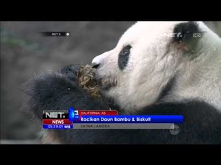 Roti Bambu Untuk Panda yang Sudah Berumur - NET5