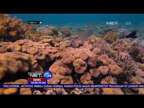 Nasib Kelam Terumbu Karang Raja Ampat yang Terlenglap di Dunia - NET24