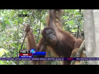 12 Orang Utan Dilepaskan ke Habitatnya - NET 24