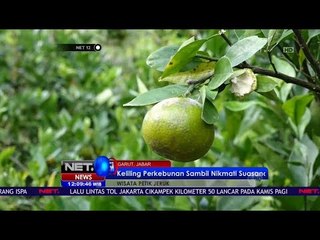 Berkeliling dan Memetik Sendiri Jeruk Garut yang Nikmat - Net 12