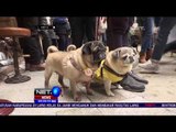 Masyarakat di Hongkong Antusias Melaksanakan Lomba Lari Anjing Pug - NET5