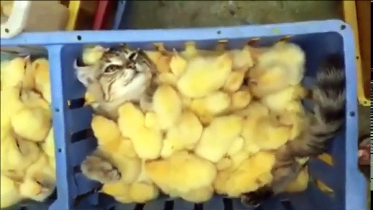 Funny Cats Vines 2017 __ FunnyVines