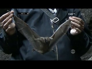 Ratusan Kelelawar Menjadi Pemikat Wisatawan - Net 5
