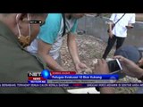 Petugas Evakuasi 10 Kukang di Peliharaan Warga di Sambas - NET24