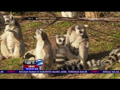 2 Bayi Lemur Diperkenalkan ke Publik - NET5